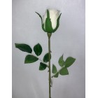 Róża pojedyncza kolor 1